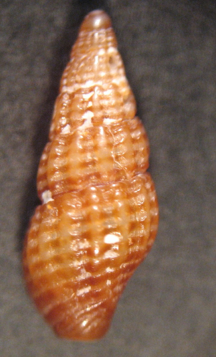 Chauvetia turritellata